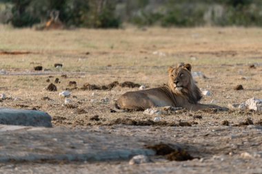Namibya 'da bir Etoşa' nın toprağında dinlenen dişi bir dişi aslan.