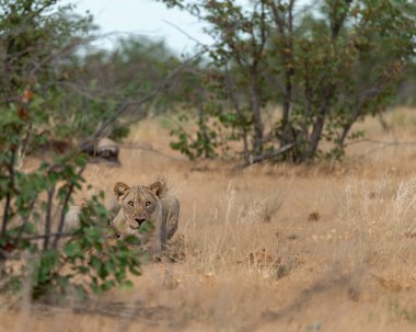 Güney Afrika 'daki Kruger Ulusal Parkı' nda aslan var.