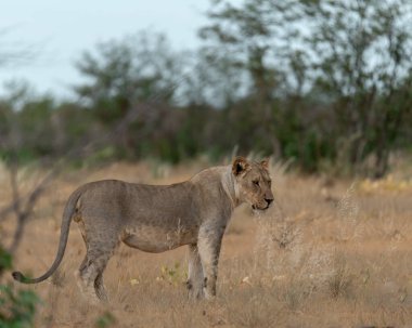 Aslan (panthera leo) Güney Afrika 'daki Kruger Milli Parkı' nda.