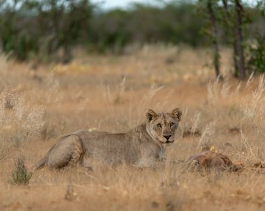 Dişi aslan Kruger National park, Güney Afrika