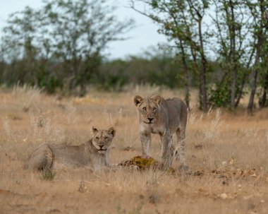 Güney Afrika 'daki Kruger Ulusal Parkı' nda aslan yavrusu.