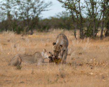 Güney Afrika 'daki Kruger Vahşi Yaşam Parkı' ndaki aslanlar.