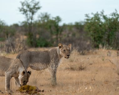 Aslan Kruger Park, Güney Afrika.
