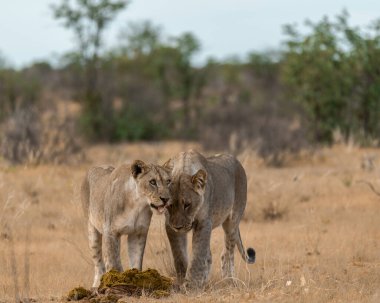 Kenya 'daki Masai Mara Milli Parkı' nda aslanlar