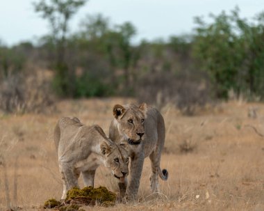 Dişi aslan Kruger Ulusal Parkı, Güney Afrika 'da yürüyor.