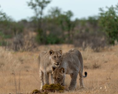 Lion ailesi Güney Afrika 'daki Kruger Park' ta oynuyor.