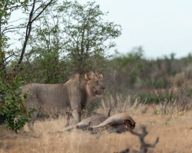 Aslanlar savanda, Güney Afrika 'da.