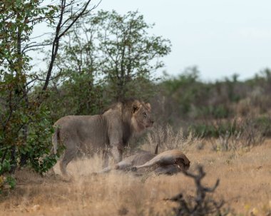 young lion in the savannah of africa