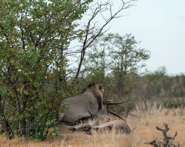 Afrika 'nın güneyindeki Kruger parkında aslan var..