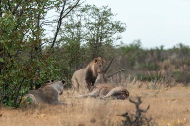 Bir erkek aslan ve annesi yolda.