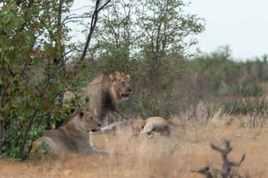 Kruger National Park, Güney Afrika içinde oynarken aslan yavrusu