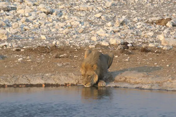 Vahşi hayvanlar, seçici odaklanma