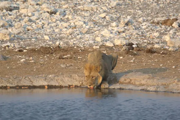 lion drinking from a hot hot