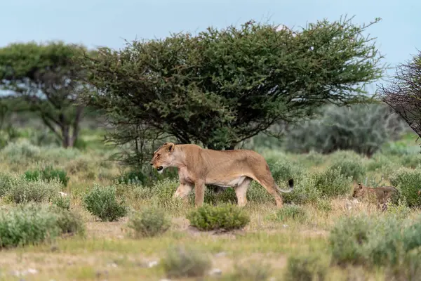 lion walking in the grass in the savannah