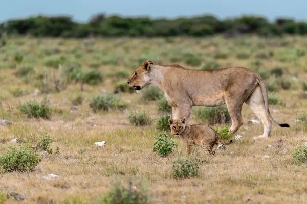 lion in the national park of the south africa