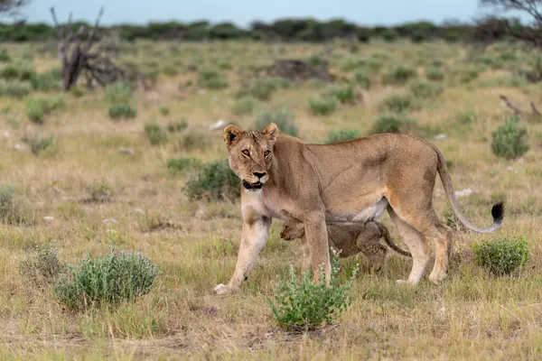 female lion with cub on grass
