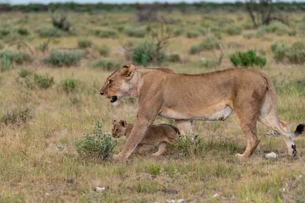 a young lion cub in the african savanna