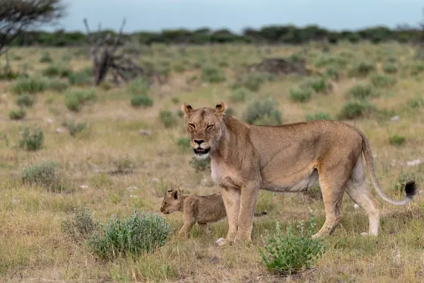 female lion and male lion walking