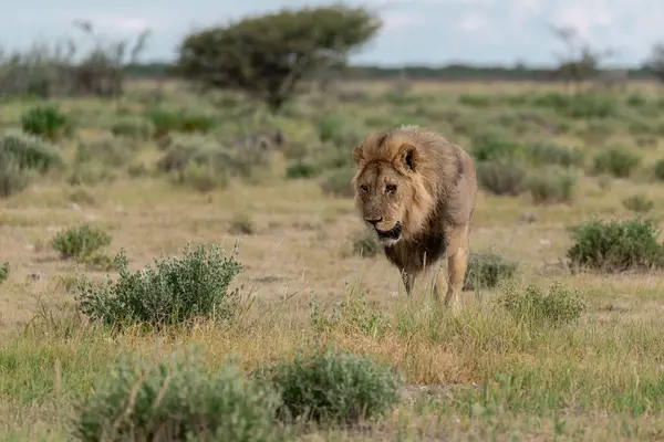 Etoşa Ulusal Parkı, Namibya 'da aslan.