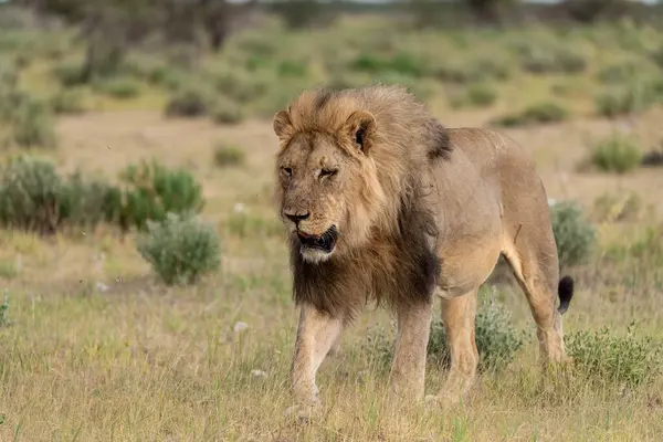 Kenya savanındaki aslan