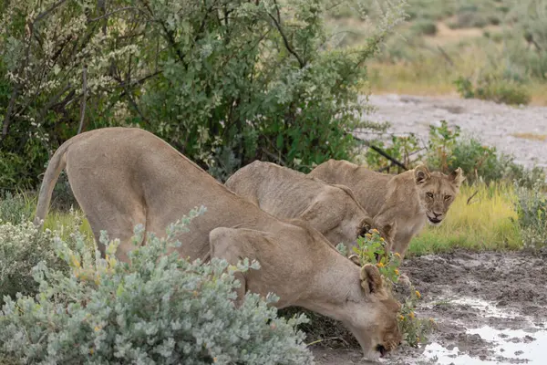 a herd of lions in the savannah in namibia africa