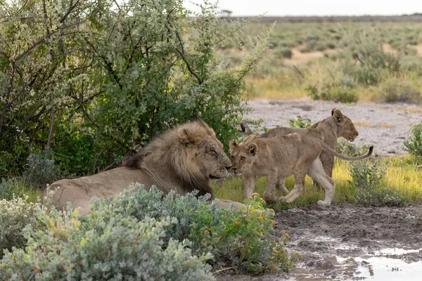 a male lion and female male in the etosha national park, namibia.