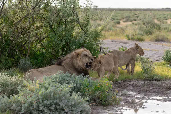 lion in the savannah of africa in the united states of america
