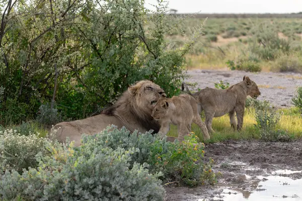 Savanada bir çift vahşi aslan.