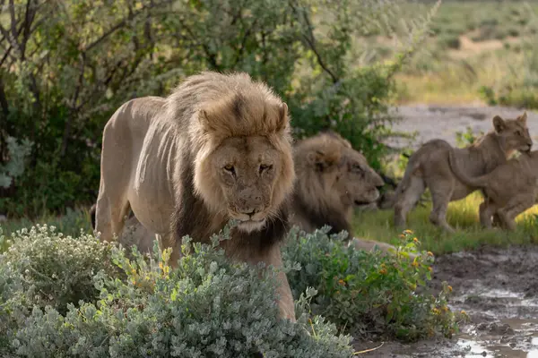 Kenya savanındaki aslan