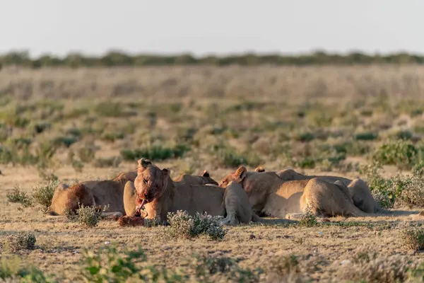 a beautiful shot of a group of lions in the savanna