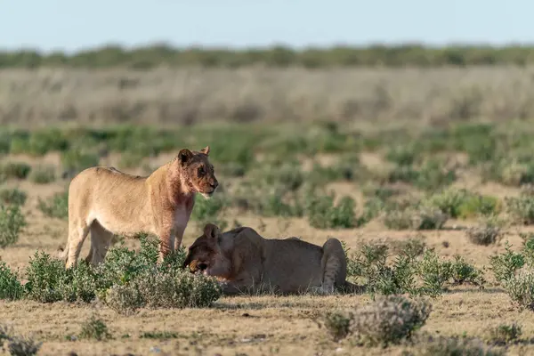 a pair of lion cubs in the savannah of namibia