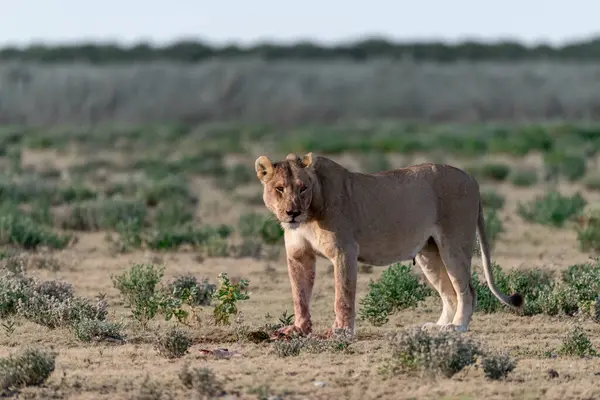 lion ( panthera leo ) walking in savanna