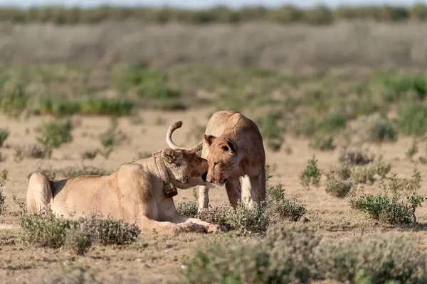 a beautiful shot of a male and female lions