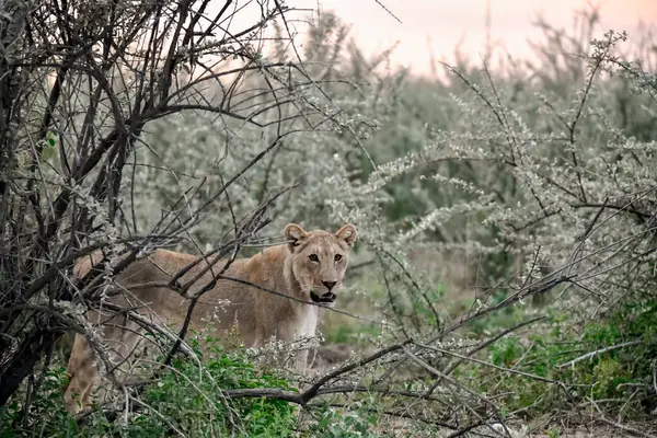 a closeup shot of a cute wild wolf in the forest
