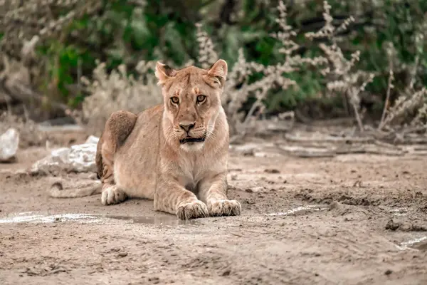 Afrika aslanı Kruger National park, Güney Afrika ;