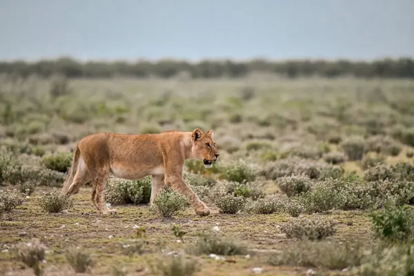 Kenya bozkırında vahşi bir aslan