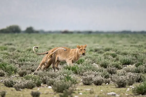 lion male lion in the grass of the savannah
