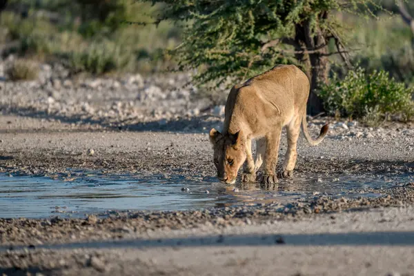 african lion drinking in a hot water of the etosha national park, etosha, namibia