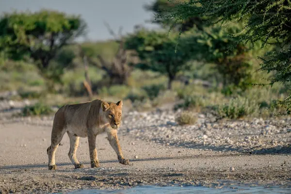 a beautiful shot of a young female lion with a small dog in the etosha desert park, namibia
