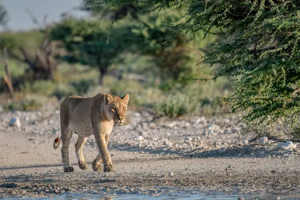 lion in the national park of etosha