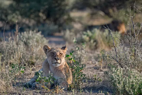 Afrika 'nın güneyindeki Kruger parkında dişi aslan..