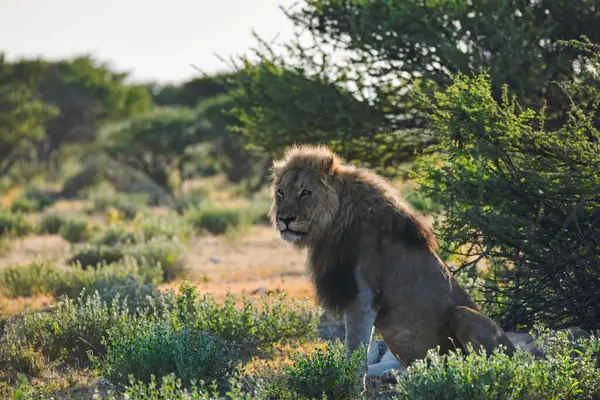 Aslan savanada yürüyor