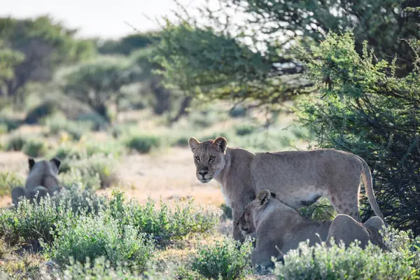 Afrika aslanının güzel bir resmi Güney Afrika 'daki Kruger Ulusal Parkı' nda çimlerde yürüyor.