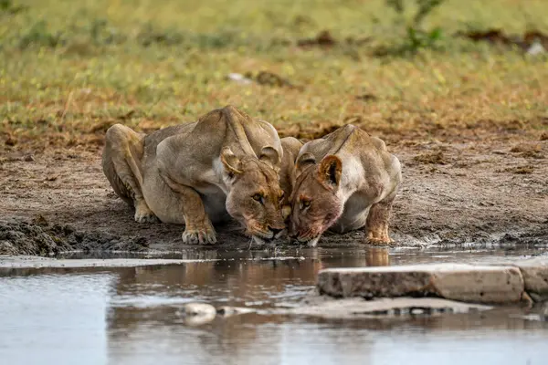 Bir grup Afrika aslanı su içiyor.