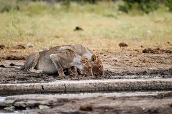 Afrika, Kenya 'daki savanda vahşi bir aslan.
