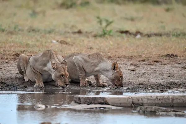 african lions in the kruger park