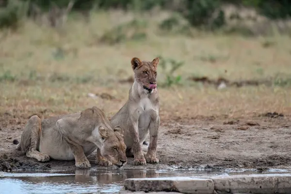 Kruger Ulusal Parkı 'nda aslan yavruları