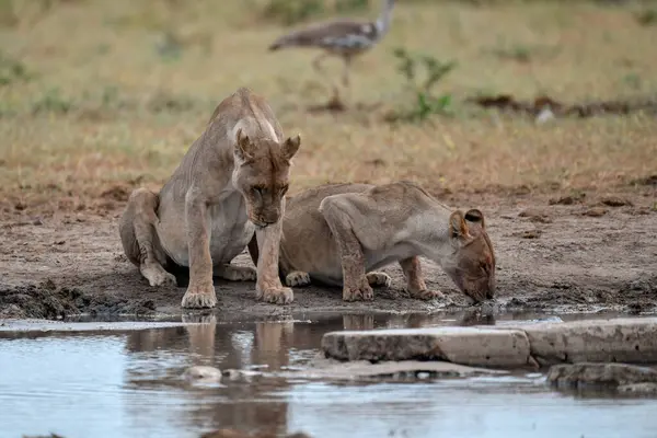 Afrika aslanları Kruger Ulusal Parkı, Güney Afrika