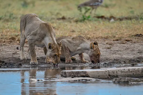 Etoşa Ulusal Parkı 'ndaki su birikintisinde bir grup aslan. namibya