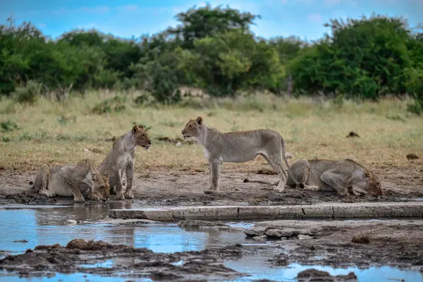Etoşa bozkırında bir grup aslan.